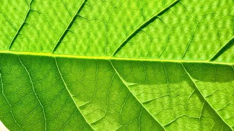 Vibrant green leaf macro closeup revealing intricate vein patterns and textured  Stock Photos