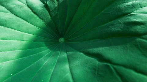 Vibrant Green Leaf Pattern Stock Photos