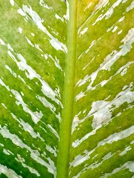 Vibrant green leaf Stock Photos