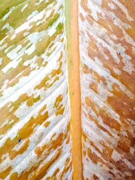 Vibrant green leaf Stock Photos