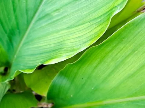 Vibrant green leaf Stock Photos