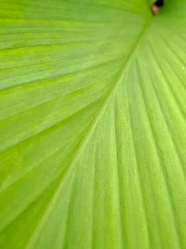 Vibrant green leaf Stock Photos