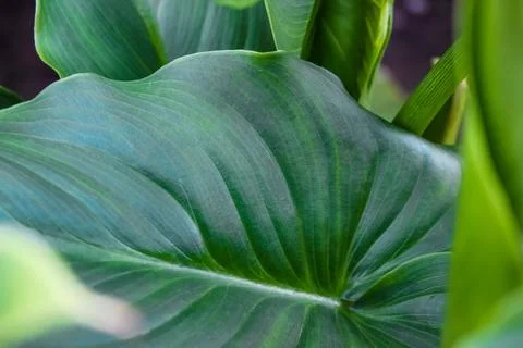 A vibrant green leaf with prominent, parallel veins 库存照片