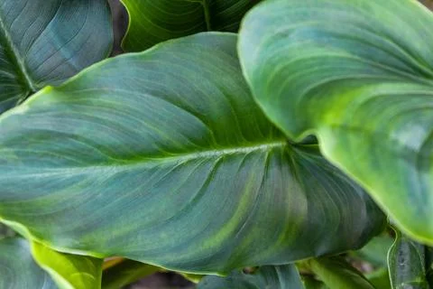 A vibrant green leaf with prominent, parallel veins Fotos de archivo