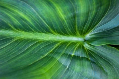 A vibrant green leaf with prominent, parallel veins 库存照片