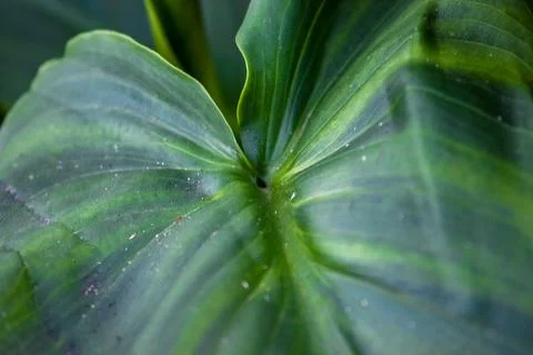 A vibrant green leaf with prominent, parallel veins Stockfoto's