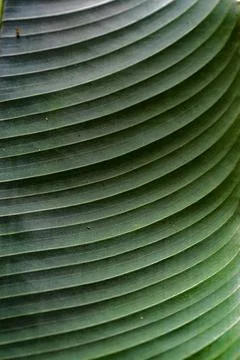 Vibrant green leaf resting on the forest floor, surrounded by a lush array of gr Stock Photos