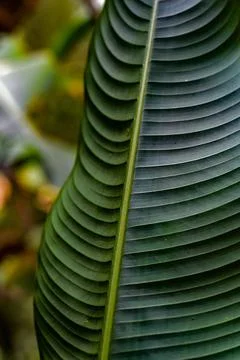 Vibrant green leaf resting on the forest floor, surrounded by a lush array of gr Foto stock
