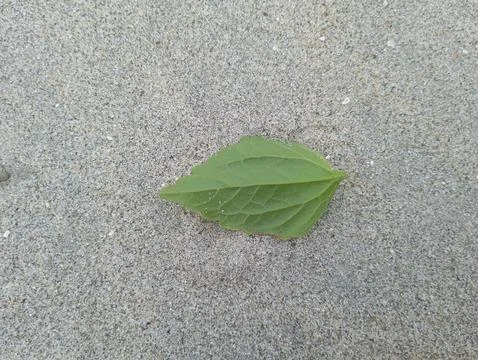 Vibrant green leaf rests on fine textured sand, a study in natural contrast and 写真素材