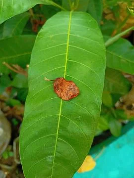 A vibrant green leaf with a small, decaying leaf resting upon it Stock Photos