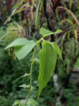 Vibrant Green Leaf Sprout: Close-up, Lush Foliage, Natural Serenity. Stock Photos