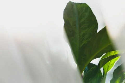 Vibrant Green Leaf Texture Close-Up: Organic Nature's Whisper, Botanical De.. Stock Photos