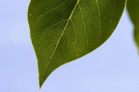 Vibrant Green Leaf Texture Stock Photos