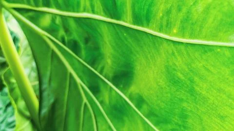 Vibrant Green Leaf Texture Stock Photos