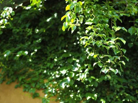 A vibrant green leafy background Stock Photos
