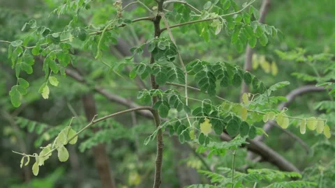 Vibrant Green Leafy Tree in Sunlight - A Nature Elegance Stock Footage 318465157