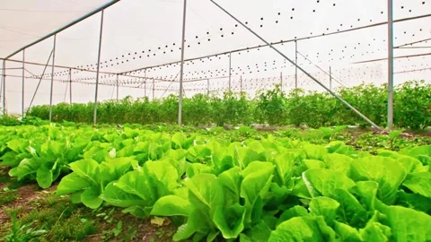  Vibrant green leafy vegetable in sunlight Stock Footage 286724030