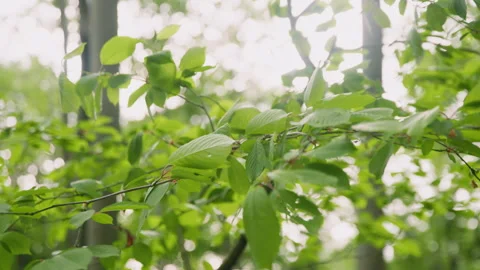 Vibrant Green Leaves Blowing in Wind, Close Up Forest Branch, Sunlit Bokeh Stock Footage 327456795