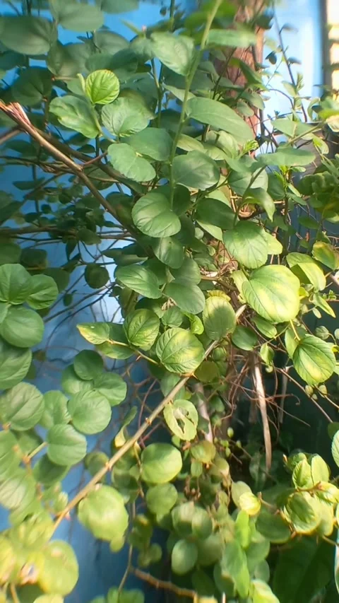 A vibrant green leaves cascade over wooden supports. (2)A Stock Footage 337318246