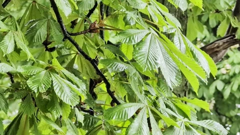 Vibrant green leaves of chestnut tree glistening with water droplets after rain Stock Footage 344094126
