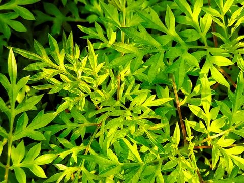 Vibrant green leaves create a dense, lush pattern, evoking a sense of fresh.. Stock Photos