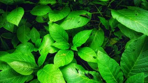 Vibrant green leaves create a dense foliage pattern with natural sunlight, co 스톡 사진