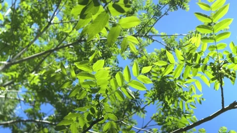Vibrant green leaves dance with wind above blue sky Stock Footage 340944866