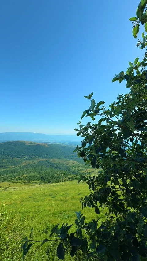 Vibrant green leaves frame a clear blue sky. Mount Rtanj, Serbia. Vertical 스톡 동영상 342318624