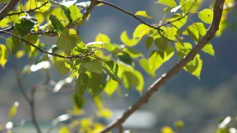 Vibrant green leaves growing on a tree branch in sunlight Stock-Footage 335270792