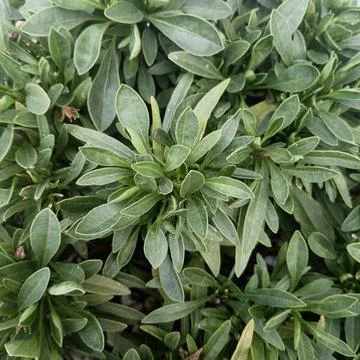 Vibrant green leaves pattern background fresh foliage natural plant design Stock Photos