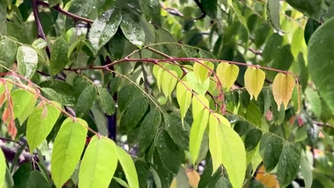 Vibrant green leaves with raindrops on branches in a lush garden setting Stock Footage 339369345