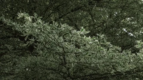 Vibrant Green Leaves - A Serene Elevating View Stock Footage 318468766