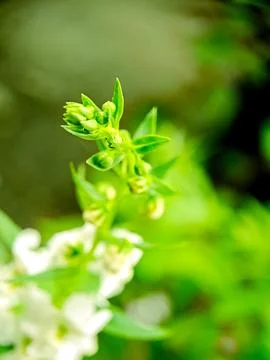 Vibrant green leaves with tiny buds, showcasing the delicate details of nat.. 스톡 사진