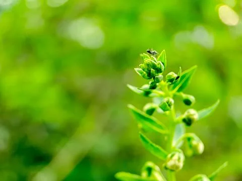 Vibrant green leaves with tiny buds, showcasing the delicate details of nat.. Stock Photos