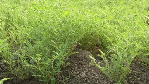 Vibrant Green Lentil Rows 스톡 동영상 333415552