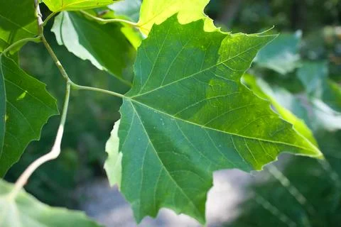 Vibrant green maple leaf hangs from slender branch Photos