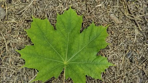Vibrant green maple leaf resting on forest floor with pine needles Foto stock