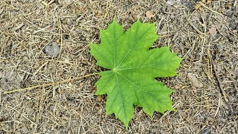 Vibrant green maple leaf rests on a bed of dry pine needles and soil Foto stock
