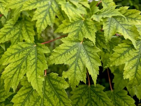 Vibrant Green Maple Leaves Dancing in the Breeze on a Sunny Day Stock Photos