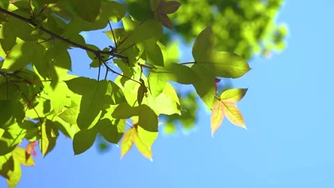 Vibrant Green Maple Leaves Swaying Gently Against A Clear Bright Blue Summer Sky Video stock 341962401