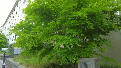 Vibrant green maple tree in front of residential building in Zurich Stock Footage 334632671