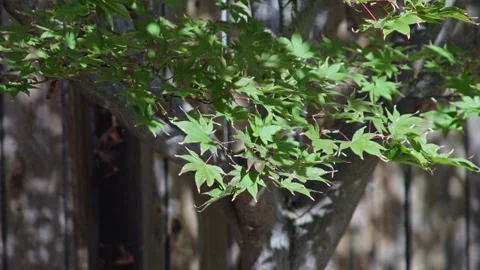 Vibrant green maple tree leaves glow under bright sunny skies Stock Footage 345167550