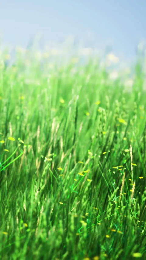 Vibrant green meadow dances in the gentle breeze under a bright blue sky Video stock 334252530