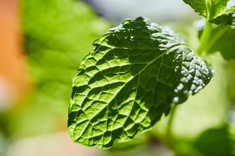 Vibrant Green Mint Leaf Macro with Water Droplets Foto stock