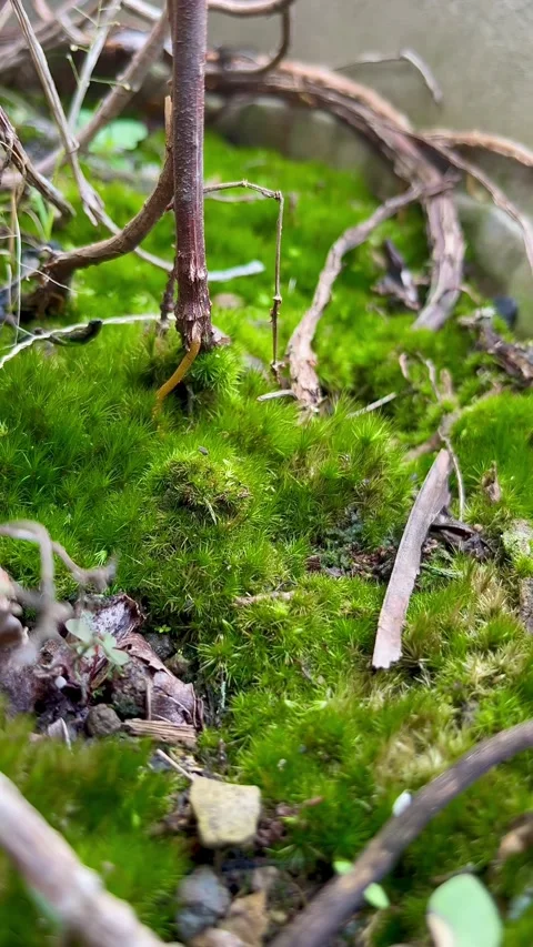 Vibrant Green Moss Carpet Growing in a Damp Natural Garden Environment Stock Footage 340260016