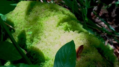 Vibrant Green Moss Covered Rock in Tropical Forest Floor, 4K Cinematic Stock Footage 335887348
