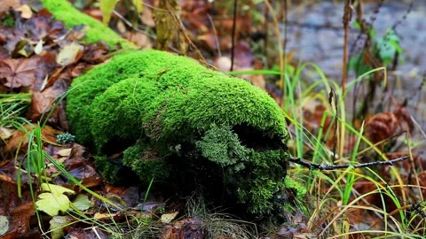 Vibrant green moss covers fallen tree log in an autumnal forest environment near Stock-Footage 325697593