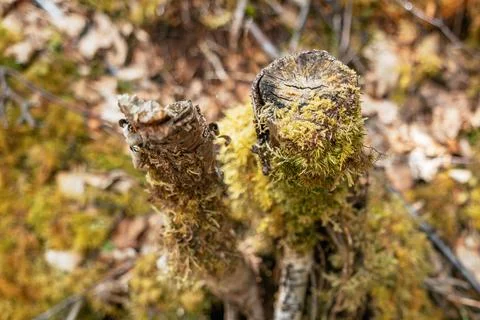 Vibrant green moss on forest floor mound Stock Photos
