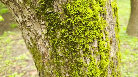 Vibrant Green Moss Grows Thickly on a Rough Tree Trunk in the Forest Stock Footage 335317467
