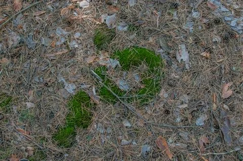 Vibrant Green Moss Patch on Forest Floor with Pine Needles and Cones Stock Photos
